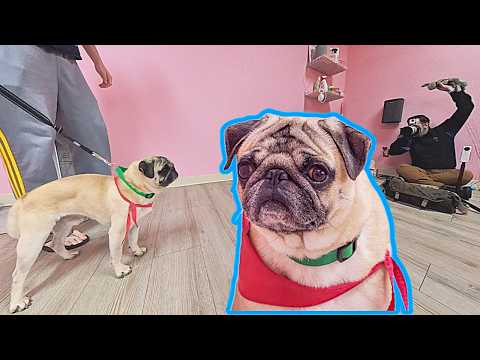 Meet Dougie Puggie! Nervous Pug Foster Rallies for a Perfect 10 Shoot | DFW Pug Rescue