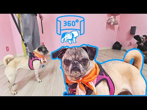 360° VR Photo Session: Granny Matilda's Adoption Shoot | CuppaPug Frisco