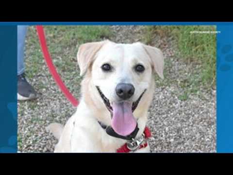 Meet KVUE's Pet Of The Week: Smith