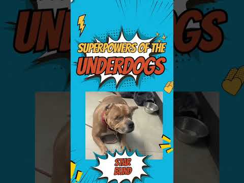 A super hero and her sidekick! Adopt both!