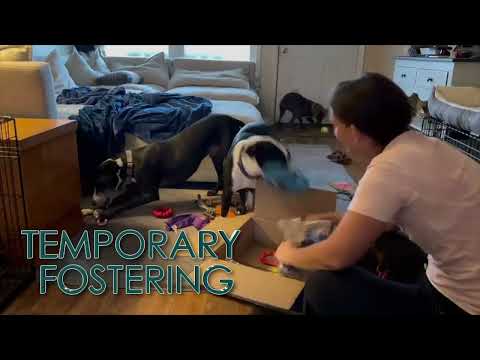 Pet Circle - Fostering