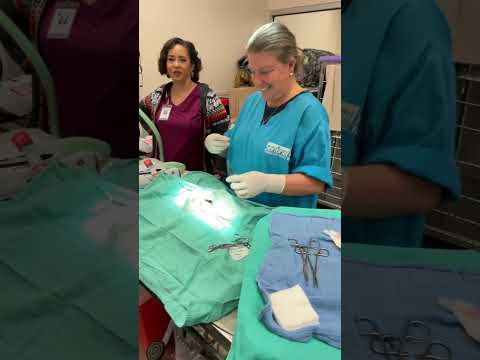 Behind the Scenes: Why Spay or Neuter?