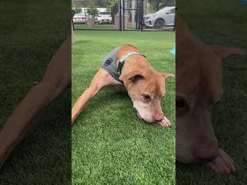 Tyson Needs GPS Navigation