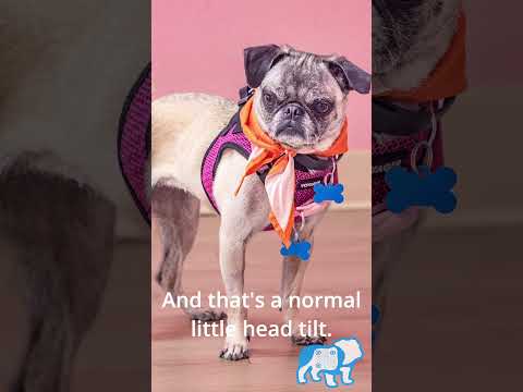 This permanent head tilt will melt your heart 🥺 #Shorts