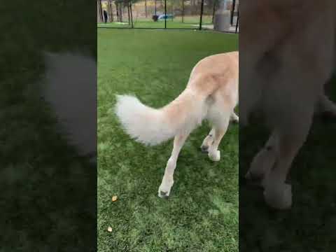 Buddy's Affurmations: Dealing With Rejection