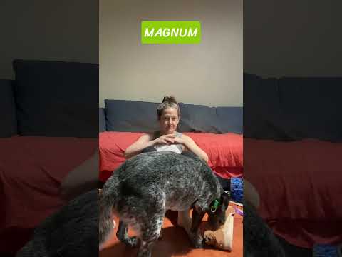 Handsome and agile, you should adopt Magnum!